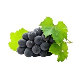 Farmer Live Plant Grape Fruit Black Grapes